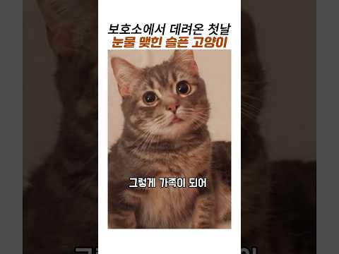 보호소에서 데려온 고양이의 입양첫날#슬픈고양이#고양이입양#감동동물 thumbnail