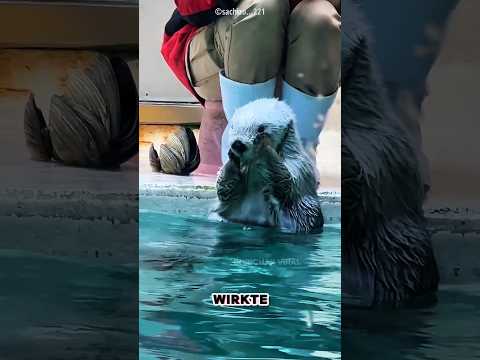 Otter gibt nicht auf 🦦😳#CuteAnimalShorts thumbnail