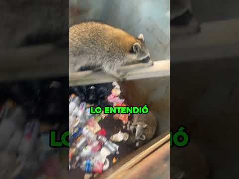 familia de mapaches salvada por un palo 🦝 #shorts thumbnail