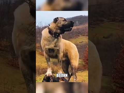 Алабаи вернулись ПОСЛЕ ТАКОГО😱🐺🩸 thumbnail