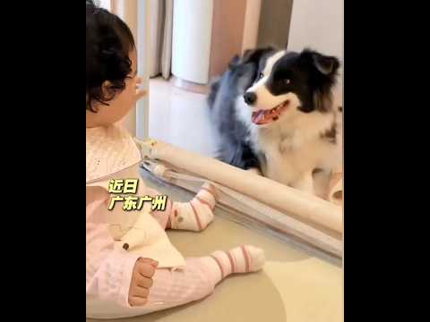 ?? 边牧温柔趴下任由小主人抚摸，狗狗眼神里藏不住的爱 ?? Gentle Border Collie Lies Down for Little Master: Eyes Full of Love thumbnail