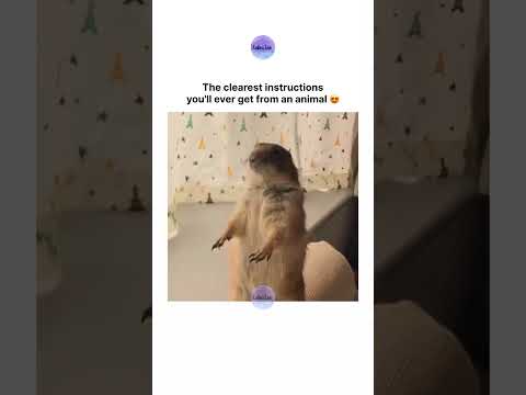 The clearest instructions you'll ever get from an animal 😍 thumbnail
