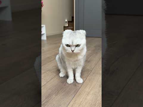 🥲 #cats #cat thumbnail