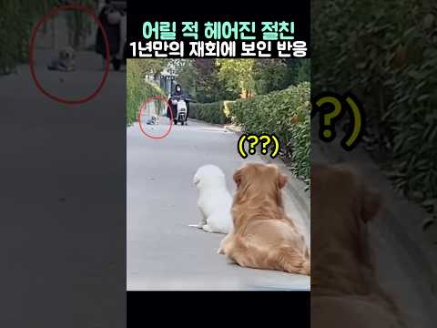 어릴적 헤어진 절친 리트리버를 1년만에 재회하자 보인 반응 thumbnail