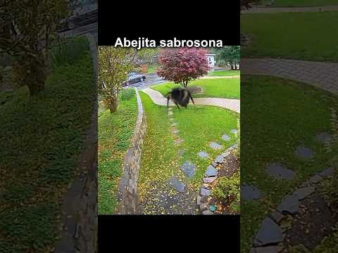 ABEJITA SABROSONA thumbnail