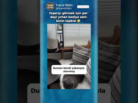 Dışarıya Bakmak İçin Perdeyi Yırtan Kedisine Tepki Veren Kadın 😂🤣 thumbnail
