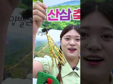 황금 산삼을 뽑았다..?! K-웰니스 푸드 & 투어리즘 페어 체험! wellness festival | HIU 하이유 thumbnail