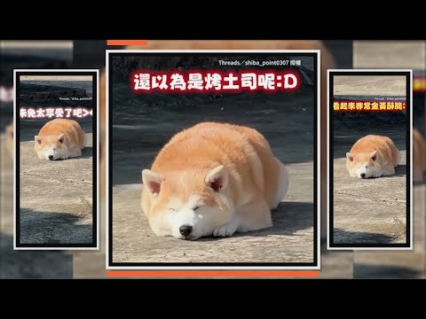 柴柴趴地曬太陽　遠看超像「烤土司」XD thumbnail