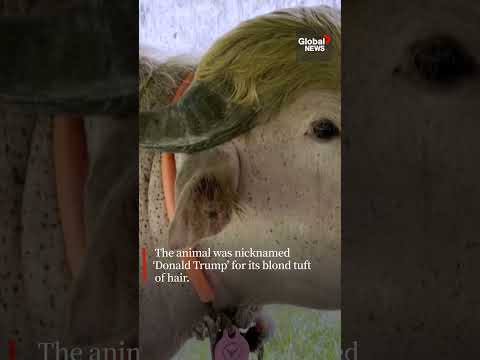 Albino buffalo nicknamed "Donald Trump" relocated to Bangladesh zoo thumbnail