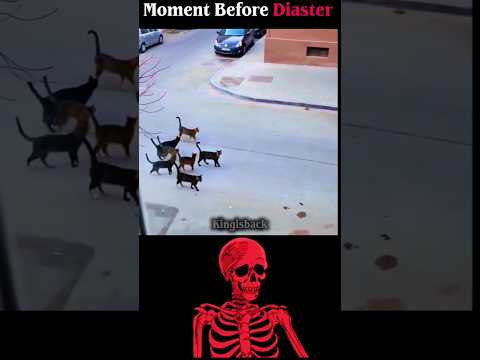 Cat Gang Fight #aestheic thumbnail