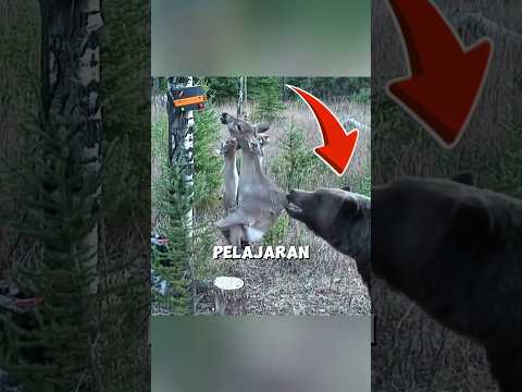 Jebakan Listrik Ini Tidak Bisa Menghentikan Beruang yang Kelaparan ? thumbnail