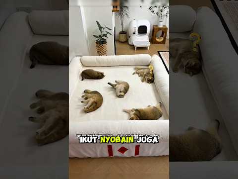 si bontot menguasai kasur ? thumbnail