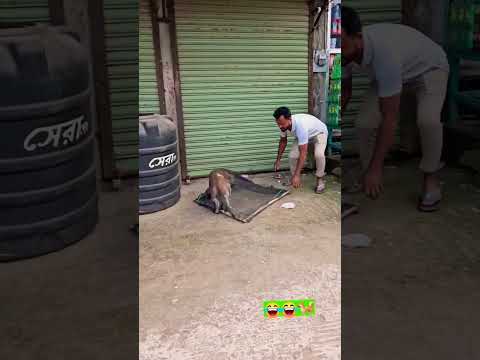 Dog Funny Shorts #viral #song #funny thumbnail