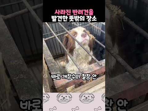 어느날 사라진 반려견..! 녀석이 발견된 곳은?! thumbnail