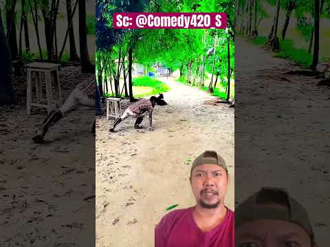 Sapi jangan sentimen dong!! #comedy #shortfeed #funny thumbnail