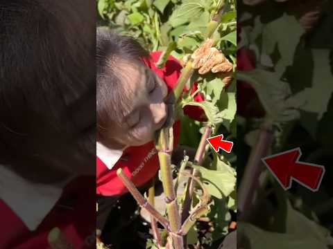 Nông dân Nhật phát hiện cây quả dưới đất #shorts thumbnail