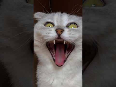 Sonya 🙀🙀🙀 #cat #cats #funny thumbnail