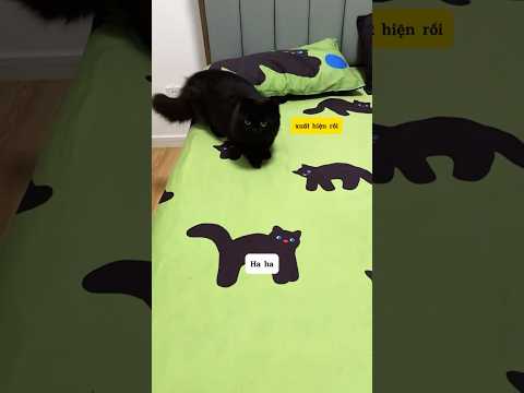 Bố tôi nói có 1 con mèo trong phòng thumbnail