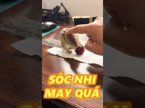 SÓC NHI BỮA NAY HÊN QUÁ TA thumbnail