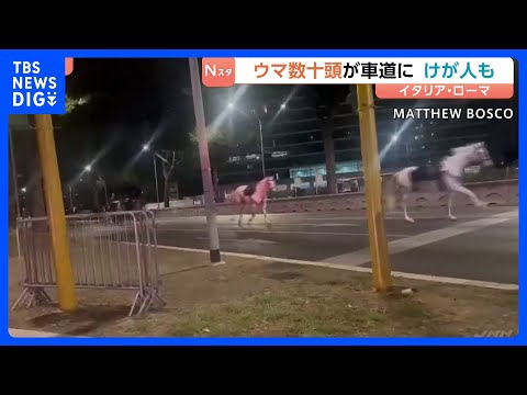 ローマで馬が逃げ出す 数十頭が道路を疾走　パレードのリハーサルで花火に驚いたか 馬から振り落とされた1人が重傷　イタリア｜TBS NEWS DIG thumbnail