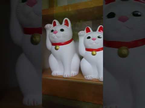 MIAU CZY MIAŁ?🐱🤔 thumbnail