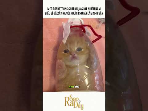 MÈO CON Ở TRONG CHAI NHỰA SUỐT NHIỀU NĂM ĐIỀU GÌ ĐÃ XẢY RA VỚI NGƯỜI CHỦ MÀ LÀM NHƯ VẬY thumbnail