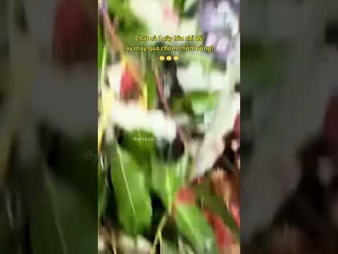 Chặt cả 1 cây lớn chỉ để lấy mấy quả chôm chôm rừng?🙄 #shorts thumbnail
