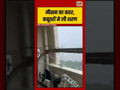 Viral Video | मौसम का कहर, कबूतरों ने ली शरण |  #viralshorts #viralvideo #shorts thumbnail