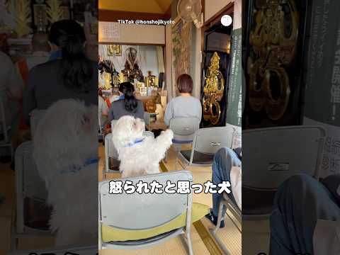 お寺で怒られたと思った犬　　#犬　#いぬ　#犬のいる暮らし #面白い犬　#面白い thumbnail