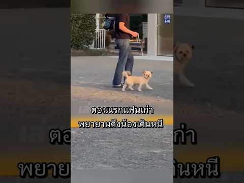 เธอบังเอิญไปเจอแฟนเก่าจูงหมาที่เคยเลี้ยงด้วยกันมา thumbnail