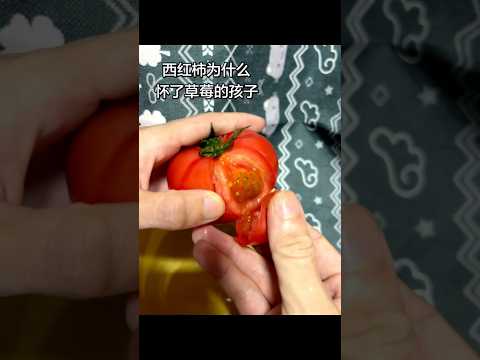 西红柿为什么怀了草莓的孩子??⁉️ #西红柿 #草莓 #抽象 thumbnail