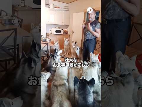 壮大なお食事風景｜PECO thumbnail