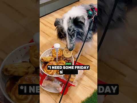 Dogs Deserve The World ❤️ thumbnail