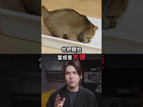 韓國熱銷生乳麵包飄屎味？業者：不小心加到榴蓮香料啦😅｜志祺七七 Shorts #shasha thumbnail