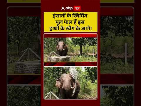 Viral Video : इंसानों के स्विमिंग पूल फेल हैं इस हाथी के स्वैग के आगे! | #shorts #trendingshorts thumbnail