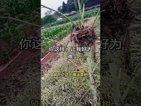 男人下地收油菜，遇到了为难的事 #熱門 #感人壹幕 #搞笑 #funny #影視解説 #精彩影视 #大熱門 #影视聚焦 #寵物友善日常 #automobile thumbnail