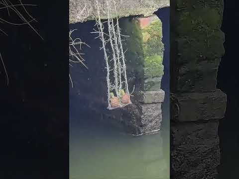 A turtle on a swing? Now that's a shell of a good time! 🐢 thumbnail