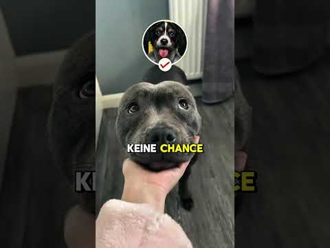 Mein Staffordshire ist ein liebevolles Chaos Tier thumbnail