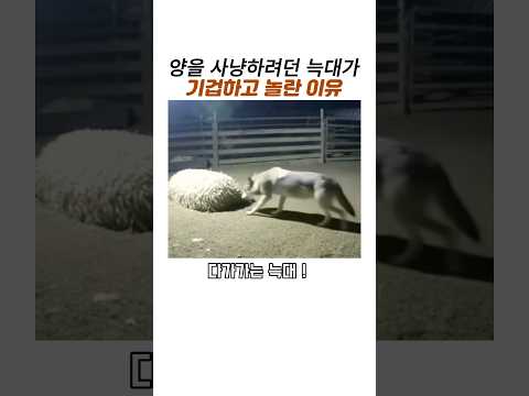 양을 사냥하려던 늑대가 화들짝 놀란 이유#늑대#댕댕이#웃긴동물들 thumbnail
