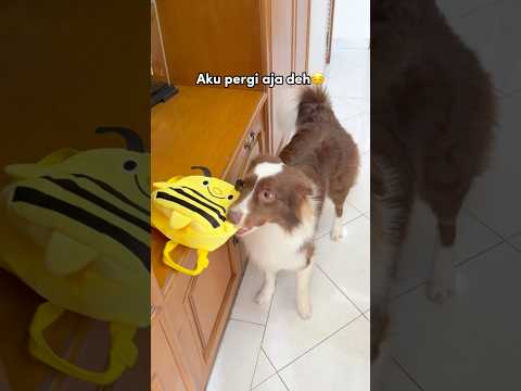 RAIDEN NGAMBEK KARENA DICUEKIN MAMI‼️😭💔 #shorts #anjinglucu thumbnail