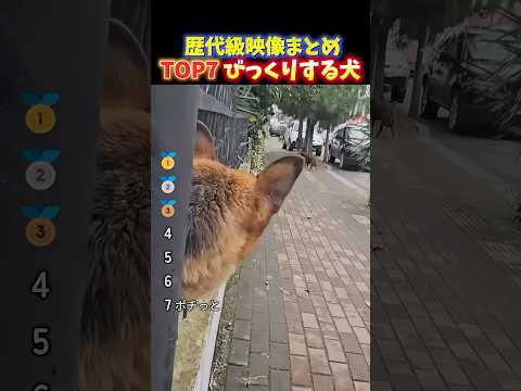 海外でバズった驚くリアクションが面白い犬たちTOP7 thumbnail