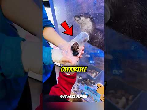 Questa LONTRA ti porta REGALI STUPENDI🥰 #shorts thumbnail