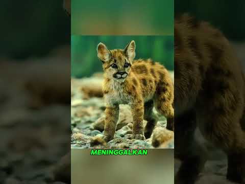 Anjing Liar Ini Tidak Tahu Kalau Anak Angkatnya Adalah Jaguar Amerika #shorts thumbnail