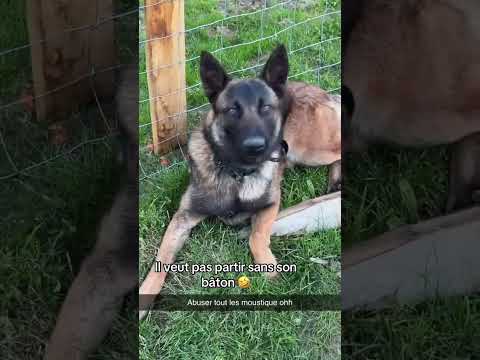 Il garde son bâton face à des moustiques 🤣 #garde #baton #moustique #malinois thumbnail