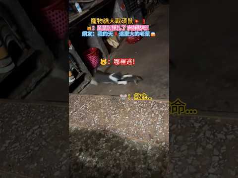 貓抓老鼠高能場面💥❗🐱：鼠鼠別掙扎了 安靜點吧❗網友：我的天❗這老鼠起碼2斤😱 #cat #mouse #shorts #catshorts #animals thumbnail