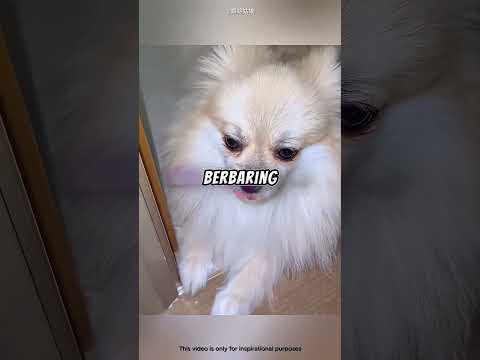 Anjing Ini Menangis Saat Tahu Akan Ditinggalkan… Endingnya Bikin Hati Meleleh ?? #shorts thumbnail
