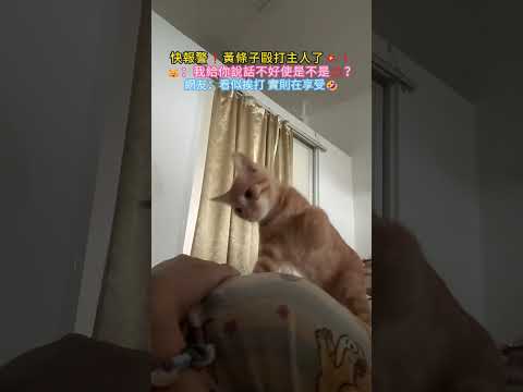 快報警‼️黃條子毆打主人了?❗?：我給你說話不好使是不是?❓網友：看似挨打 實則在享受? #cat #cute #funny #shorts #funnyshorts thumbnail