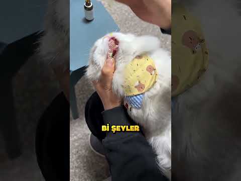 Kedisine İlacını Sadece Bu Şekilde Verebiliyor.. ❗🐱 thumbnail