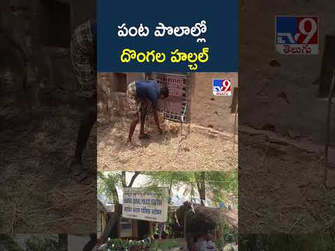 పంట పొలాల్లో దొంగల హల్చల్ - TV9 thumbnail
