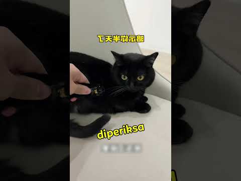 Kucing Hitam Ini Temukan Harta🥰 thumbnail